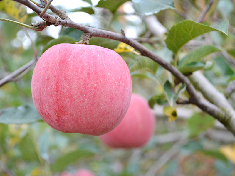 蘋果樹夏季追肥的注意事項(xiàng)