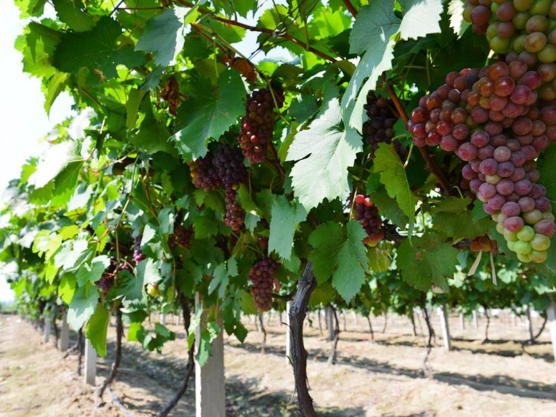 葡萄施肥誤區(qū)大匯總！你是不是還在用錯(cuò)誤的方法