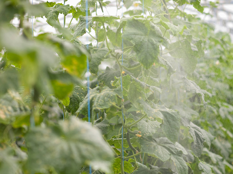 磷肥施用過量對(duì)作物的六大危害
