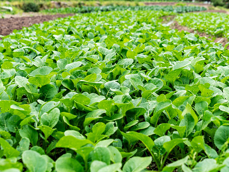 蔬菜生長(zhǎng)一定要注意倒春寒