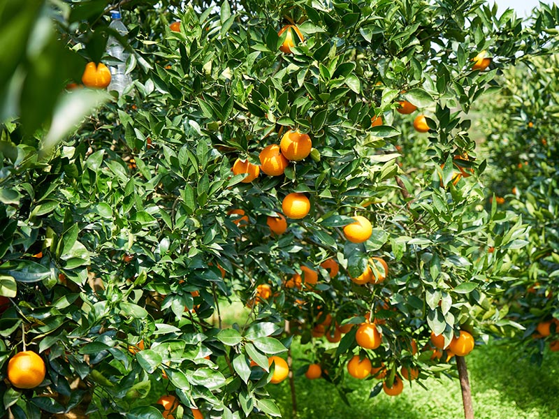 7、8、9月柑橘落果、裂果不斷，建議這樣管理